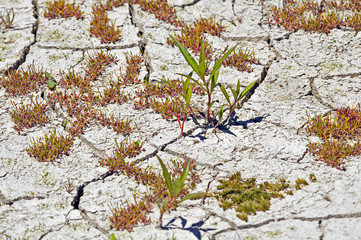 Sticker - Closeup shot of a cracked ground