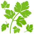 Fresh parsley leaves. Vector illustration