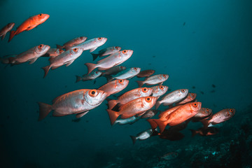 Tropical schooling fish in clear blue water swimming among healthy coral reef, Raja Ampat Indonesia