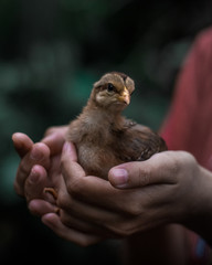 Cute little baby chicken held in hand.