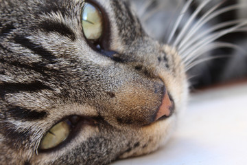 Sticker - Closeup portrait of a cute cat lying on the ground staring at the camera