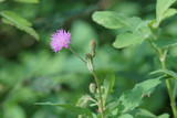 Fototapeta Na ścianę - Pink mimosa pudica flower in bloom in the morning
