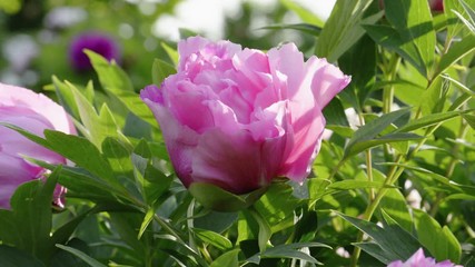 Fotomurales - Pink peony flower natural background