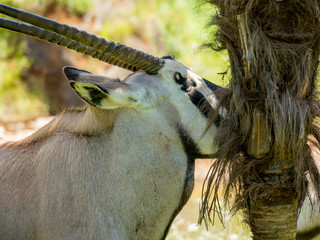 Sticker - Closeup shot of a Gemsbok antelope feeding on tree bark