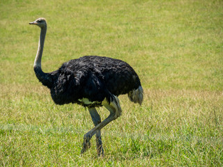 Poster - Large black ostrich walking through a field