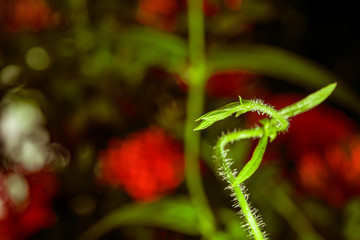 Canvas Print - The tops of the dog fart grass were covered with tiny hairs.