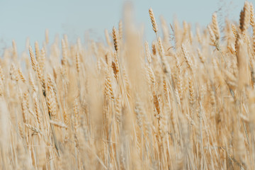 Naklejka na meble wheat field with ripe harvest against light blue sky at sunset or sunrise.  Ears of golden wheat rye close crop. agriculture landscape wallpaper.