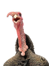 Screaming Turkey Isolated On White Background.