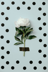 Wall Mural - flat-lay of beautiful peony flower taped on blue polka dots background
