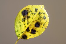 Fungal Disease Black Spot Of Rose Caused By Diplocarpon Rosae, Close Up View