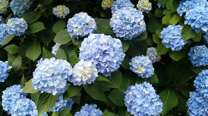 Beautiful fresh Nikko Blue Hydrangea macrophylla flowers on green background summer garden daylight