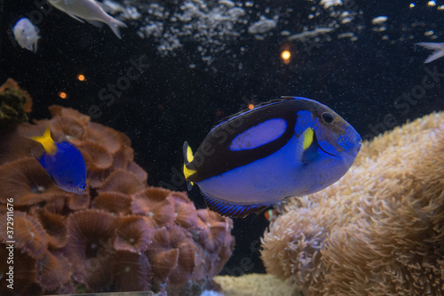 京都水族館のパウダーブルータン Comprar Esta Foto De Stock Y Explorar Imagenes Similares En Adobe Stock Adobe Stock
