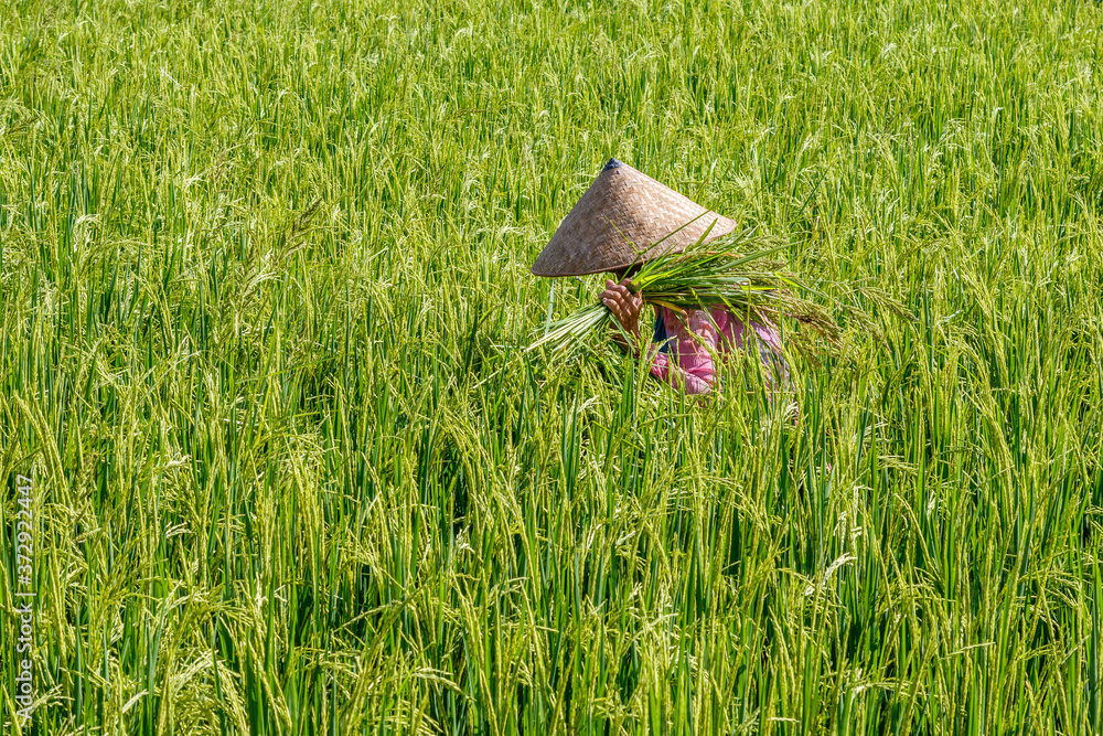 Balinese woman in a traditional conical hat collecting rice on a paddy ...