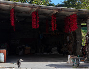 Sticker - Dog and chili peppers hanging to dry