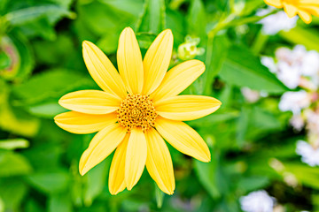 Yellow chrysanthemum shrub in the summer garden. Blurred green background. Close-up