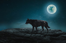 Wolf Howling At Night