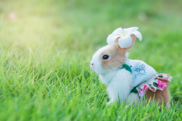 rabbit on grass