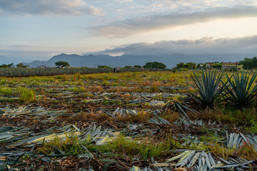 Los campesinos jimadores se van a otro campo a cortar el agave.