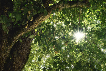 Wall Mural - sun star through green tree leafs