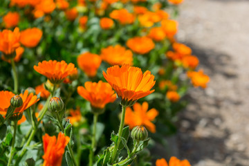 Canvas Print - Calendula officinalis