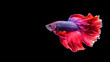 © Reza - Red Siamese Halfmoon fish isolated on black background