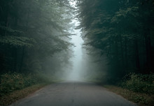 Empty Forest Road On A Foggy Morning With Copy Space