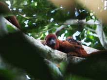Closeup Shot Of A Mother Howler Monkey With Its Baby Monkey On A Tree Branch