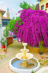 Poster - The purple bush of bougainvillea in garden, Antalya, Turkey