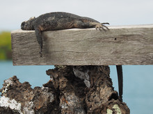 Closeup Shot Of A Marine Iguana Lying On A Wooden Fence