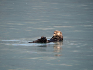 Wall Mural - High angle shot of a sea lion in the sea captured during the daytime