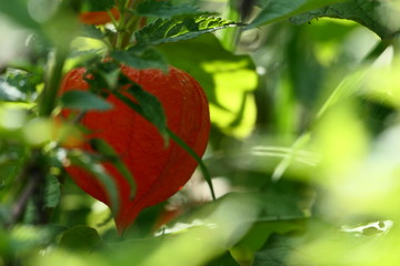 Canvas Print - tomato in the garden