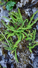 Poster - Closeup shot of ferns