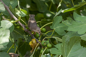 Wall Mural - Closeup shot of a common starling sitting on a plant called common fig