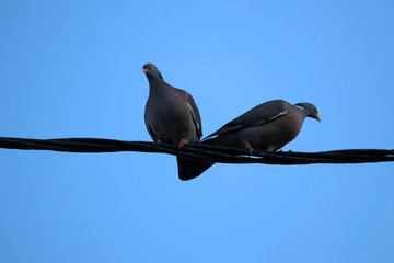 Poster - Low angle shot of black stock doves perched on wires under a clear blue sky