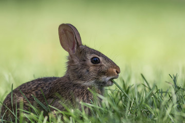 Sticker - Adorable young Eastern Cottontail Rabbit side profile, Sylvilagus floridanus, closeup in green grass