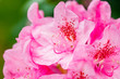 © Elena Noeva - Pink rhododendron flowers in the park, Finland
