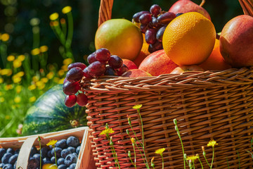 Wall Mural - Basket of various fruits in the sunlight on a meadow with yellow flowers.