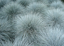 Blue Fescue Ornamental Plants Carpet