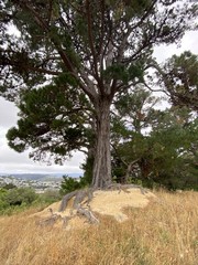 Canvas Print - Parc à Wellington, Nouvelle Zélande	