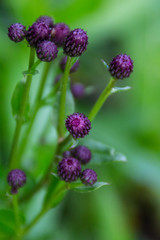 Wall Mural - purple flowers in the garden