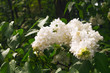 © Irina - Fresh blossomed white lilac with green leaves.