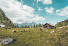 Idyllic Mountain Landscape In The Alps: Mountain Chalet, Cows, Meadows And Blue Sky