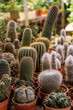 © Kate - Shop home plants cacti of different shapes in pots.