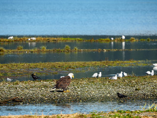 Sticker - Closeup shot of eagle and birds in a lake