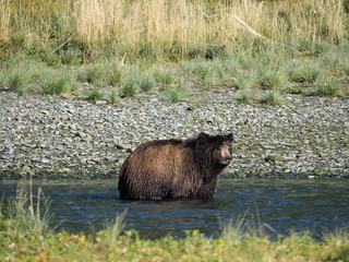 Sticker - Closeup shot of brown wet bear sitting in the water