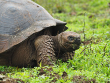 Closeup Shot Of A Tortoise Eating Grass