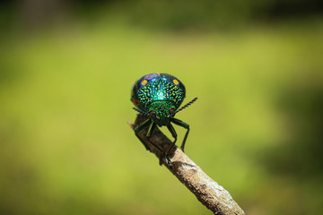 iridescent  beetle bug on a stick