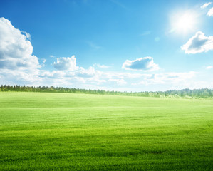 field of grass and perfect blue sky