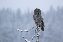 Magnificent And Beautiful Bird Of Prey, Great Grey Owl, Strix Nebulosa, Sitting On The Top Of A Tree And Looking Over Its Premises In Finnish Taiga Forest. Northern Europe