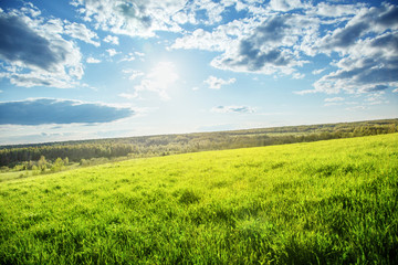 Canvas Print - field of spring grass and perfect sky